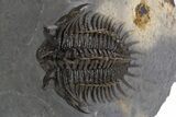 Spiny Comura Trilobite - Ofaten, Morocco #339595-4